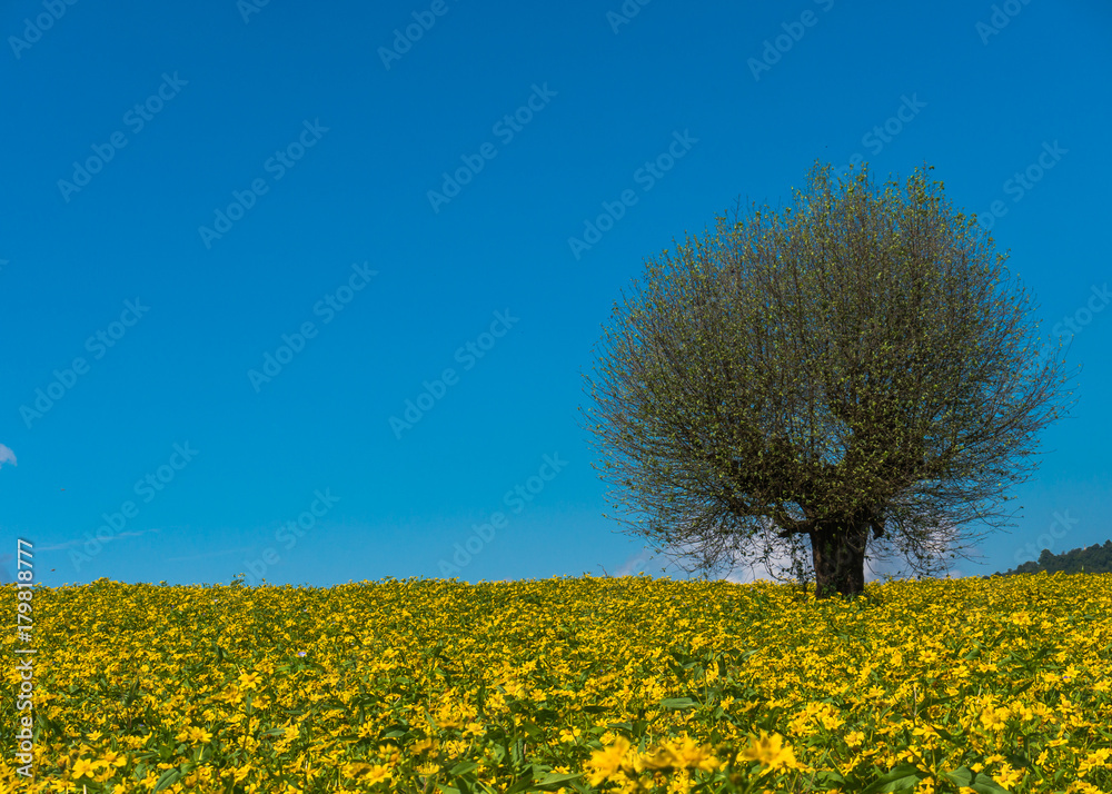 The landscape scenery of the yellow niger seed sunflower crop field with the background of tree and clear blue sky at Pindaya, Shan state, Myanmar The landscape scenery of the yellow niger seed sunflower crop field with the background of tree and clear blue sky at Pindaya, Shan state, Myanmar