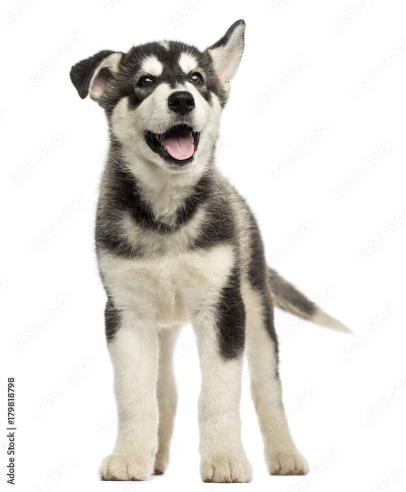 Husky malamute standing, panting, isolated on white