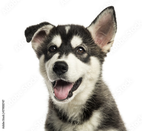 Close-up of a Husky malamute puppy panting, isolated on white