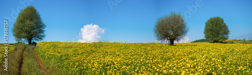 The panoramic landscape scenery of the yellow niger seed sunflower crop field with the background of tree and clear blue sky at Pindaya, Shan state, Myanmar