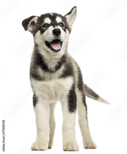 Husky malamute standing, panting, isolated on white