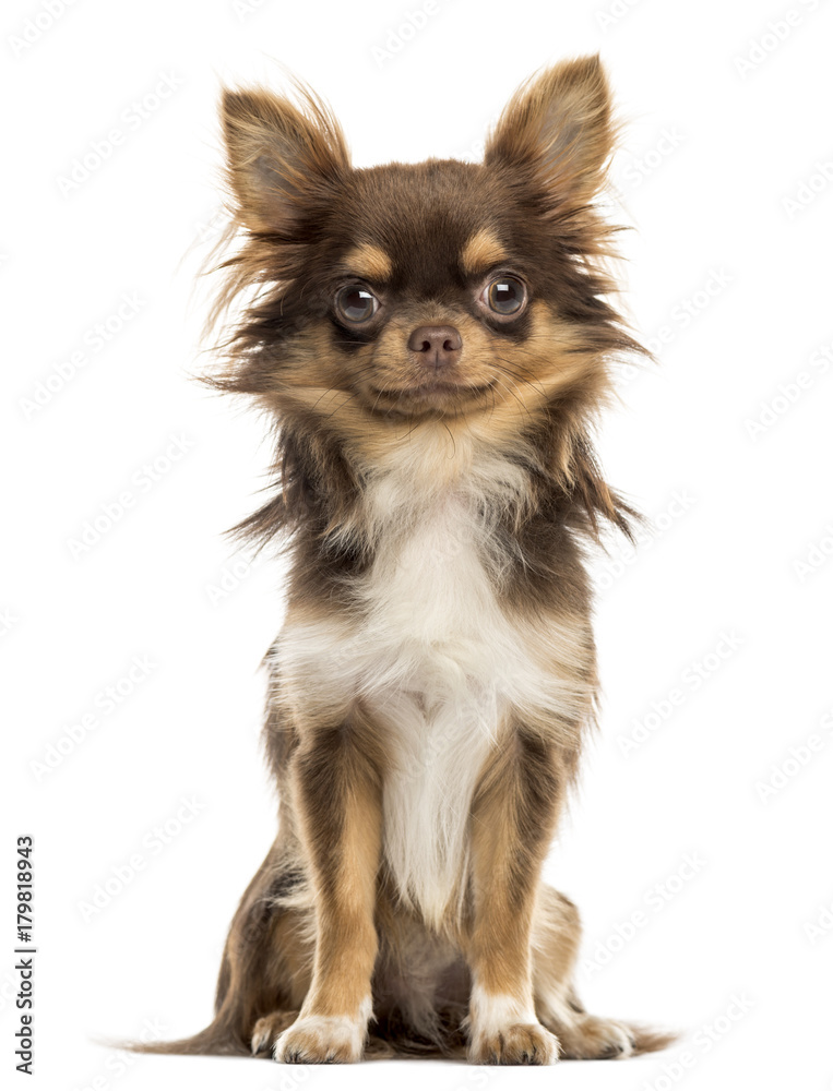 Chihuahua sitting, looking at the camera, isolated on white Chihuahua sitting, looking at the camera, isolated on white