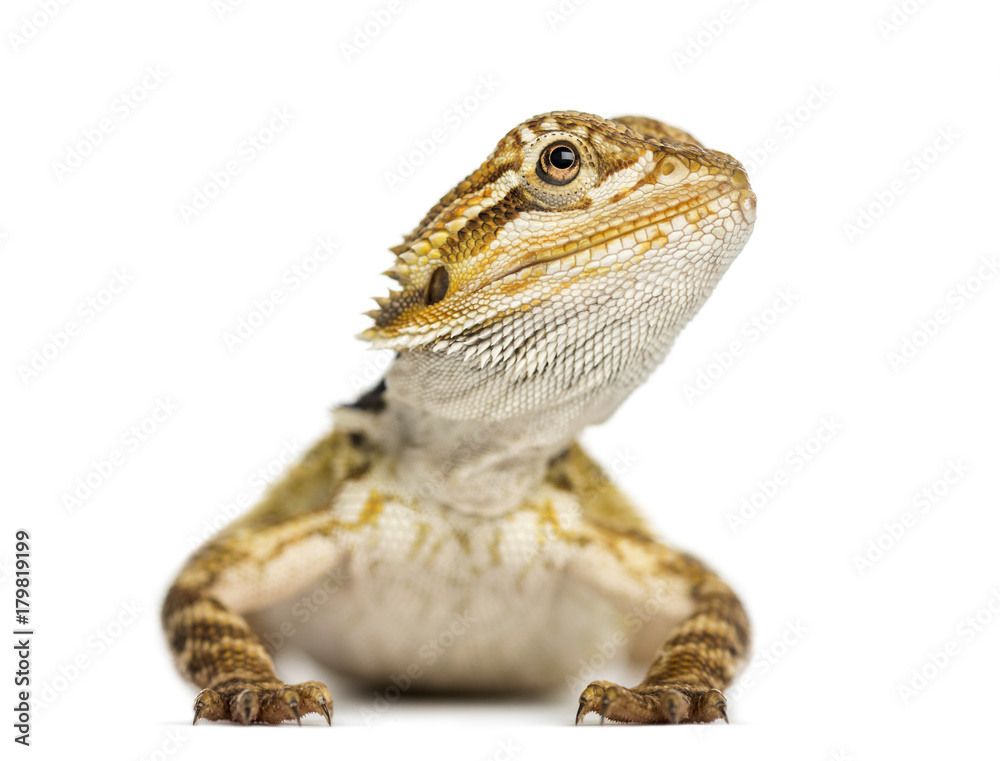 Obraz premium Front view of a Bearded Dragon, Pogona vitticeps, isolates on white