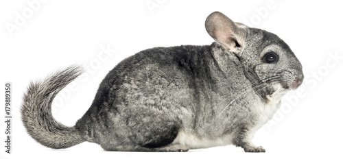 Side view of a Chinchilla, isolated on white