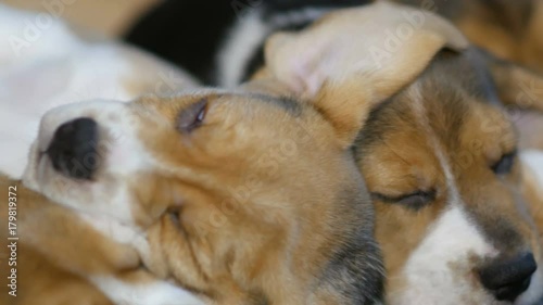 sleeping beagle puppyies in the basket for dogs photo