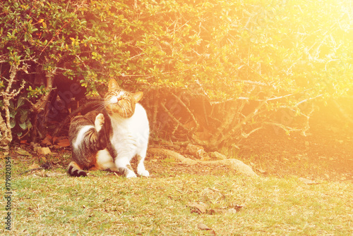 A cat scratching itself sitting on the grass near the bush in the park, toned picture with copy space, illustrated insects parasites of domestic animals.