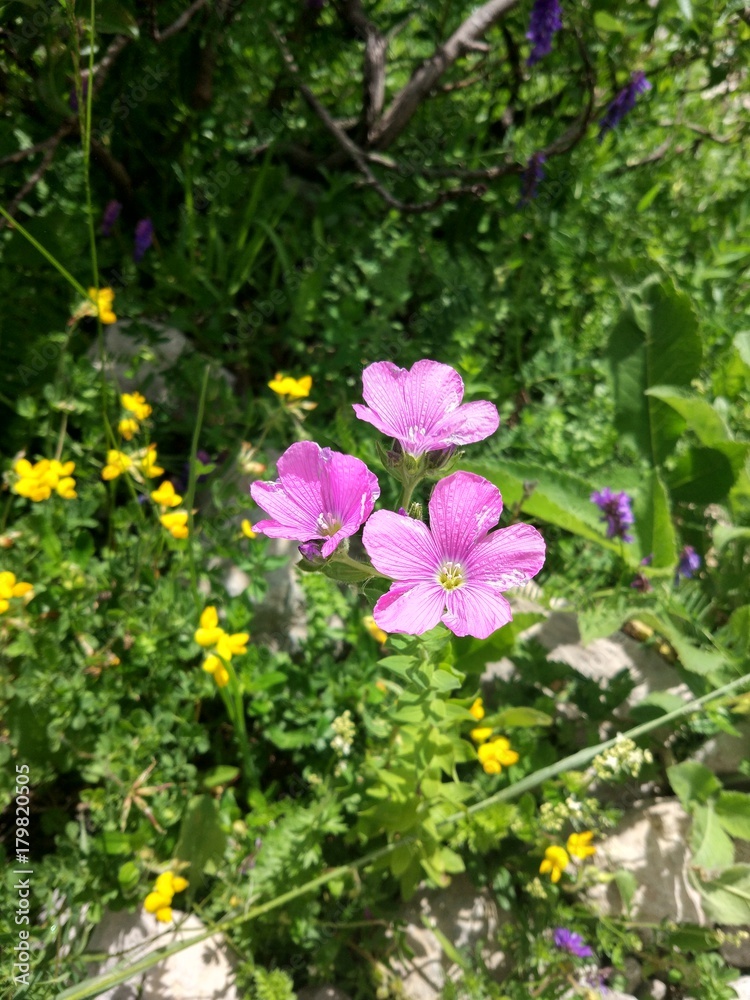 Flower Flower