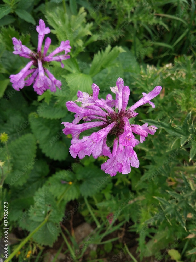 Flower Flower