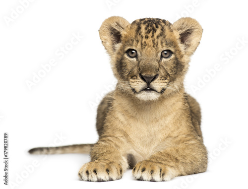 Lion cub lying  looking at the camera  7 weeks old  isolated on