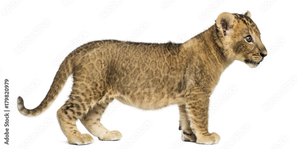 Fototapeta premium Side view of a Lion cub standing, looking away, 7 weeks old, iso