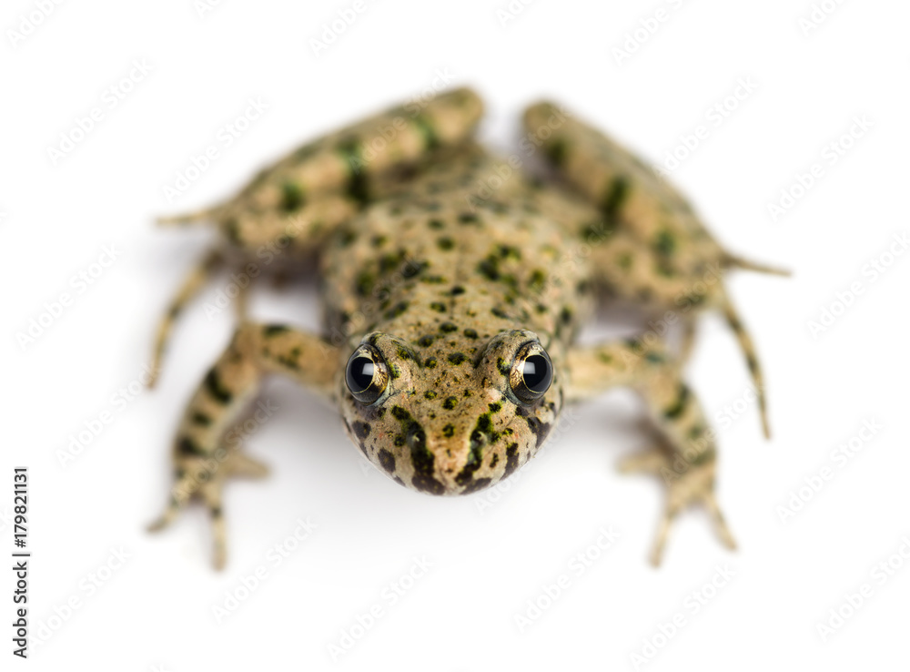 Obraz premium Front view of a Common parsley frog from up high, Pelodytes punc