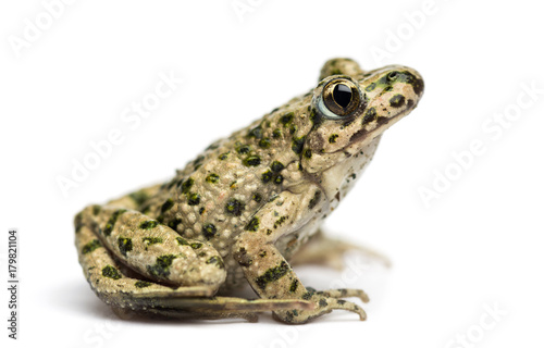 Side view of a Common parsley frog, Pelodytes punctatus, isolated on white