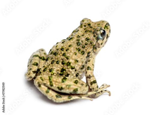 Rear view of a Common parsley frog, Pelodytes punctatus, isolate photo