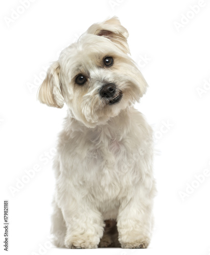 Front view of a Maltese sitting, looking at the camera, isolated on white