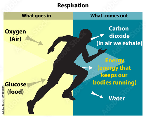 Cellular respiration is an aerobic process