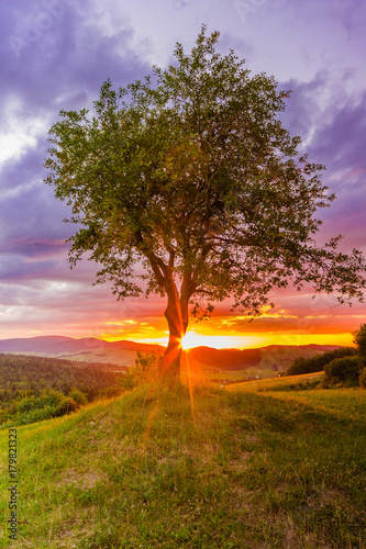 drzewo o zachodzie słońca © byfor