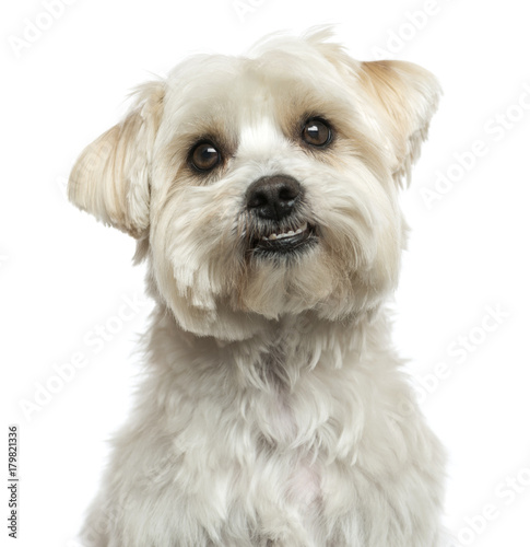 Close-up of a Maltese, looking up, isolated on white © Eric Isselée