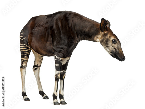 Okapi standing, looking attentively, Okapia johnstoni, isolated