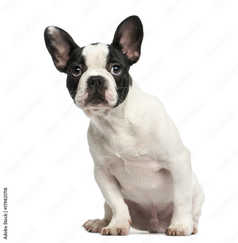 French bulldog puppy sitting, looking intimidated, 4 months old, isolated on white