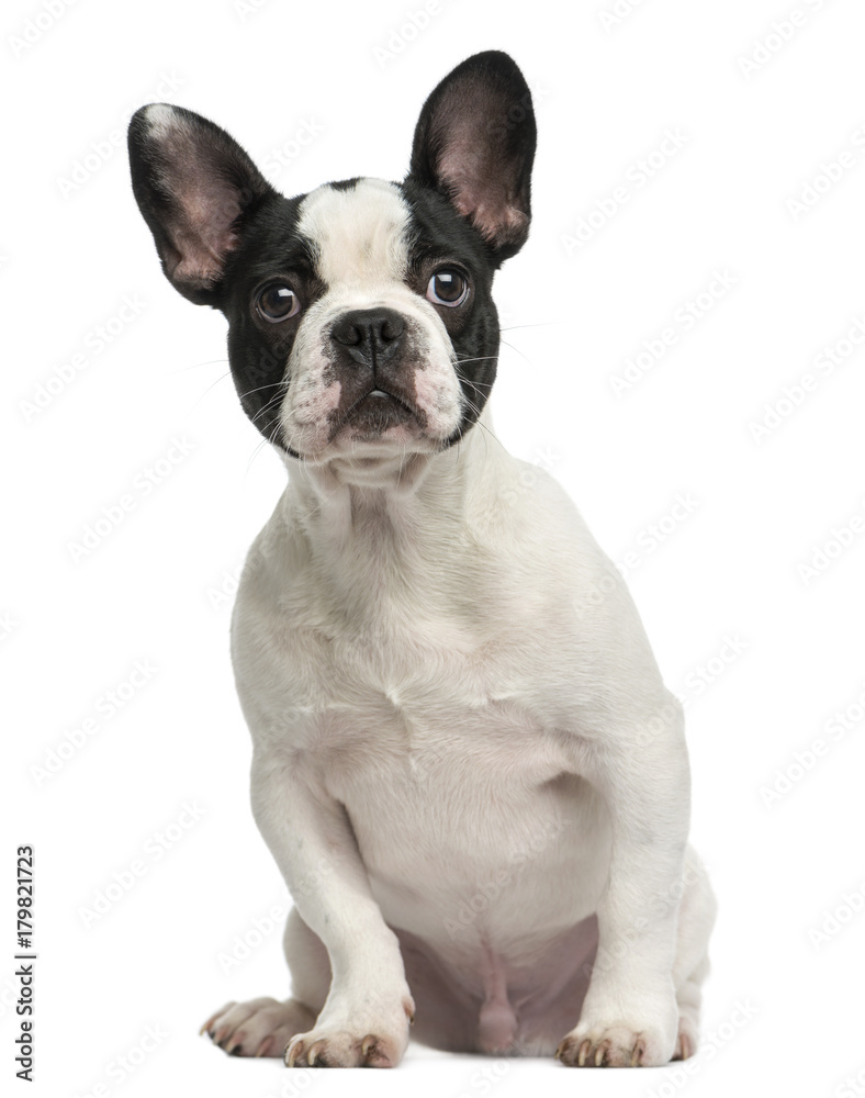 French bulldog puppy sitting, 4 months old, isolated on white
