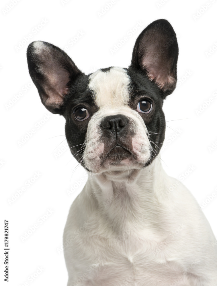 French bulldog puppy, 4 months old, isolated on white