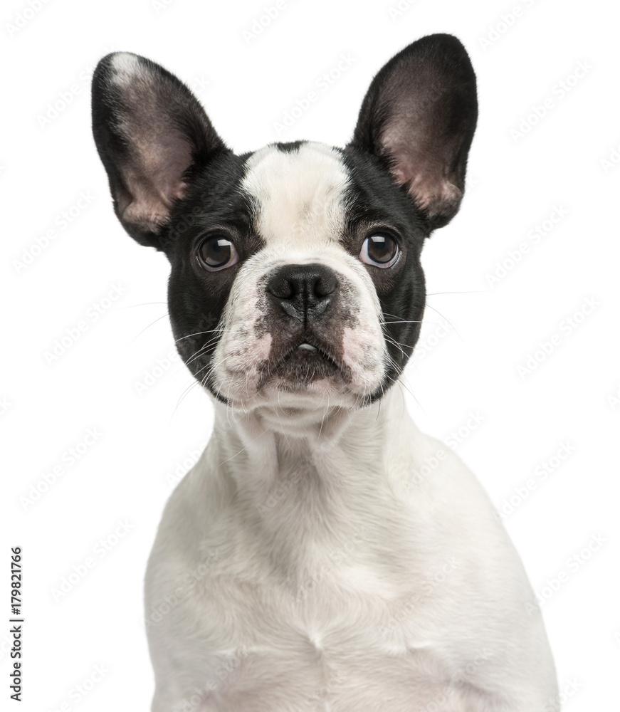 French bulldog puppy, 4 months old, isolated on white