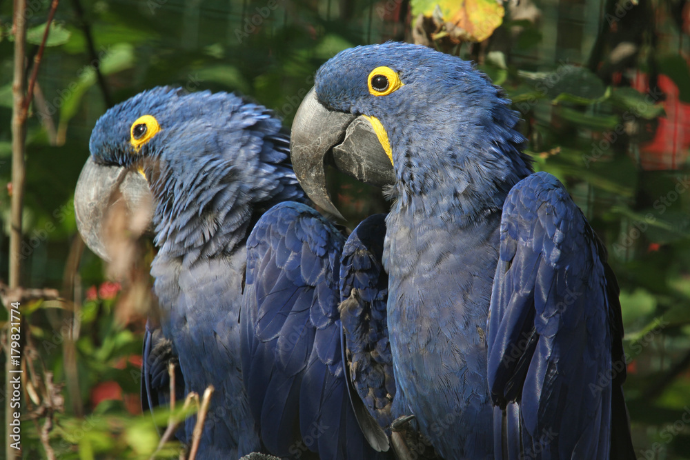 Obraz premium Hyazintharas