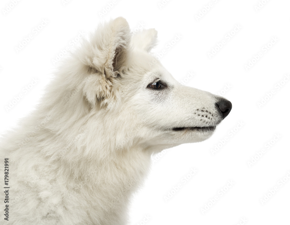 Close-up of a Swiss Shepherd Dog puppy's profile, 3 months old,