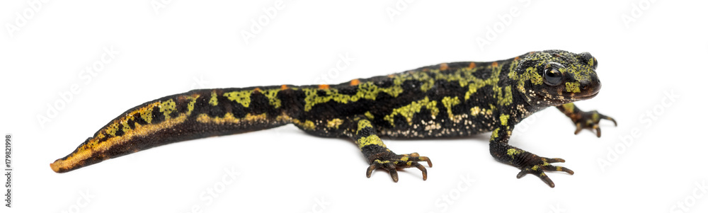 Side view of a Marbled newt, Triturus marmoratus, isolated on wh