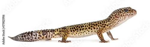 Side view of a Leopard gecko standing, Eublepharis macularius, i