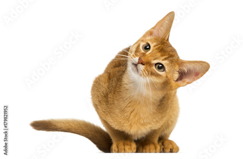 Abyssinian kitten sitting, looking up with curiosity, 3 months old, isolated on white