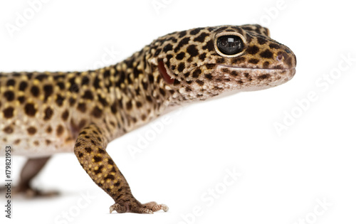 Close-up of a Leopard gecko's profile, Eublepharis macularius, i