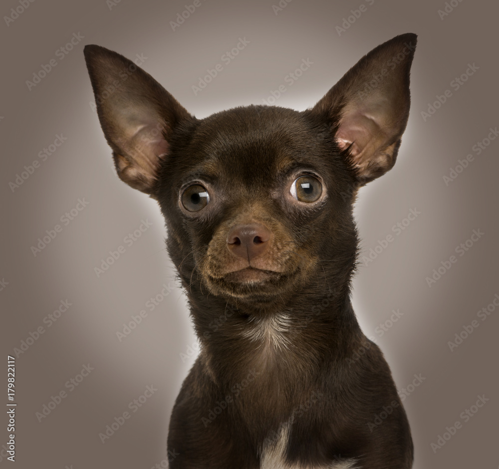 Close-up of a Chihuahua, 9 months old, on brown background