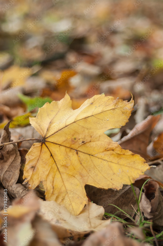 détail feuilles mortes d'érable sur le sol en automne détail feuilles mortes d'érable sur le sol en automne