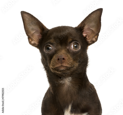 Close-up of a Chihuahua, 9 months old, isolated on white