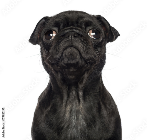 Close-up of a Pug puppy facing, looking up, isolated on white