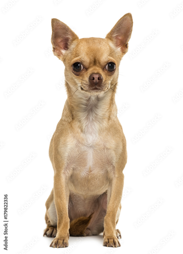 Chihuahua sitting, looking at the camera, 1,5 year old, isolated