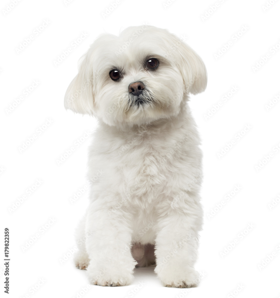 Maltese dog sitting, daydreaming, 3 years old, isolated on white Maltese dog sitting, daydreaming, 3 years old, isolated on white