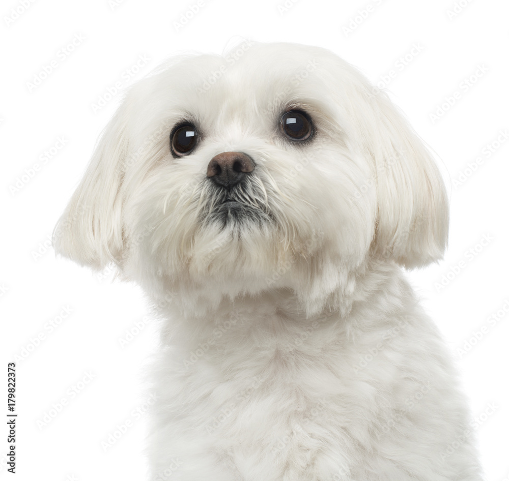Close-up of a Maltese dog, looking up, 3 years old, isolated on