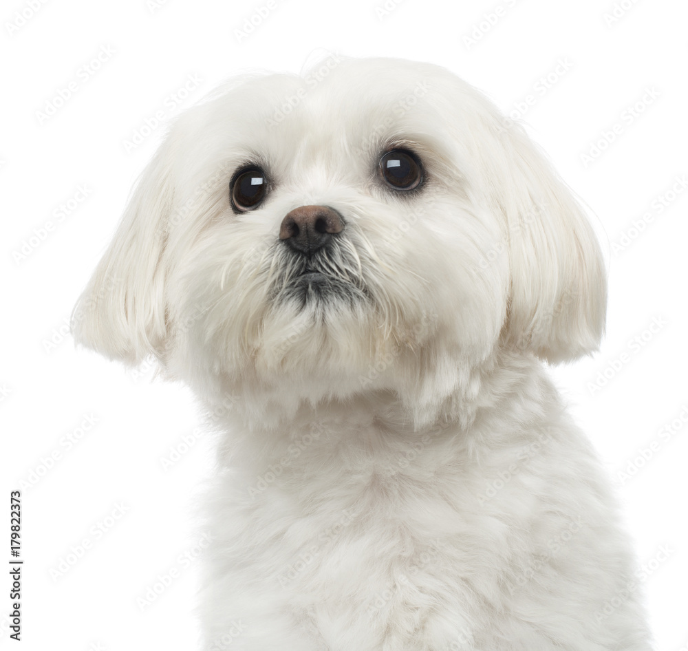 Close-up of a Maltese dog, looking up, 3 years old, isolated on Close-up of a Maltese dog, looking up, 3 years old, isolated on
