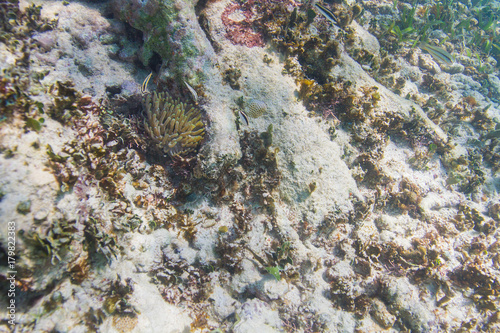 Underwater cleaning station photo