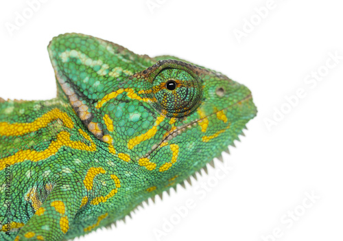 Headshot of a Yemen chameleon - Chamaeleo calyptratus - isolated on white