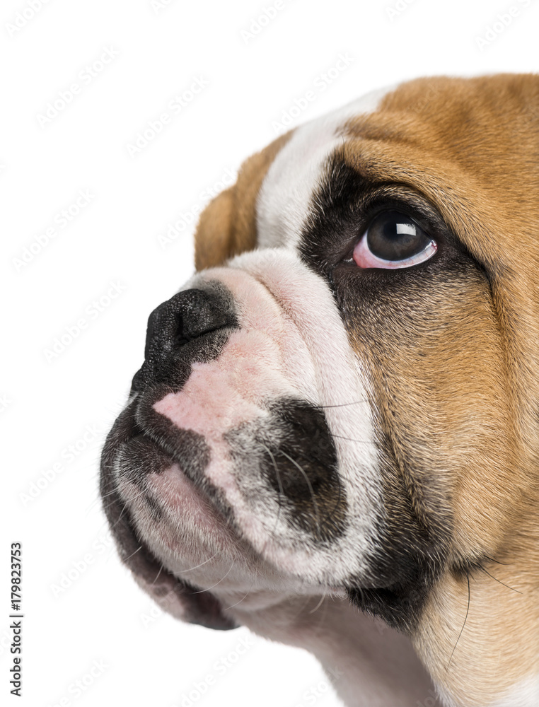 English Bulldog puppy (3 months old) English Bulldog puppy (3 months old)