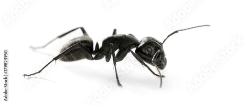 Carpenter ant, Camponotus vagus