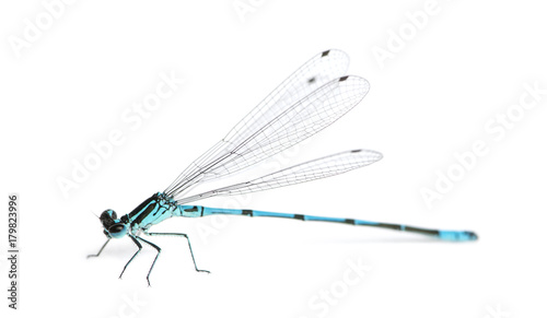 Azure damselfly, Coenagrion puella in front of a white backgroun