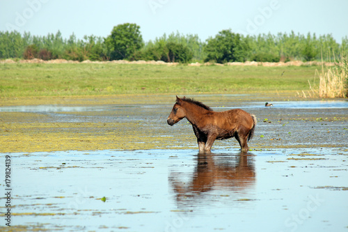 brown foal standing in water landscape