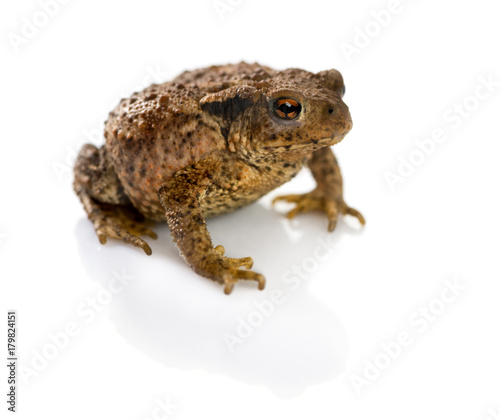 European toad, bufo bufo, in front of a white background