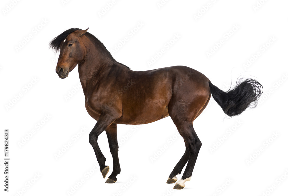 Obraz premium Andalusian horse trotting