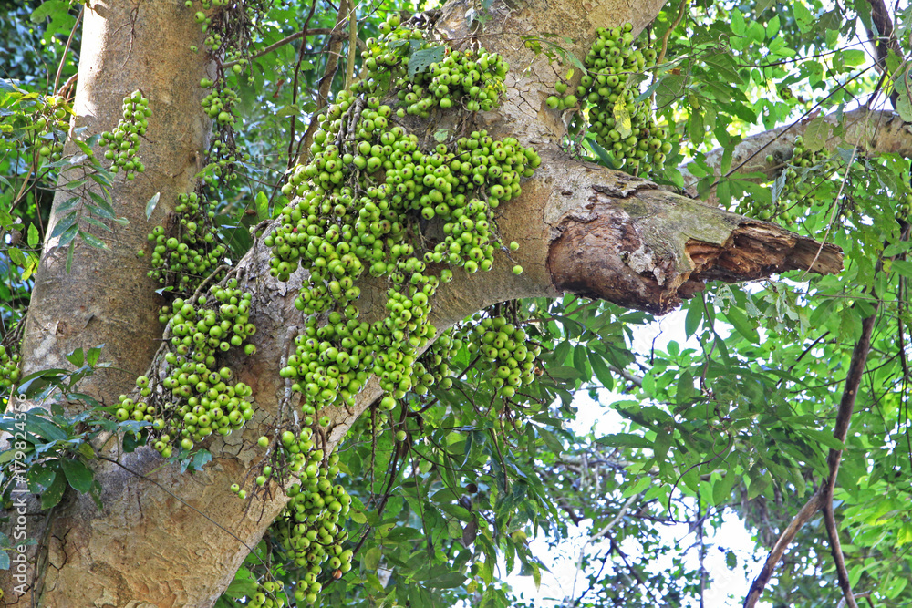 Fruiting tree in Cluster fig tree, Indian fig or Goolar (gular) Ficus racemosa Stock Photo | Adobe Stock