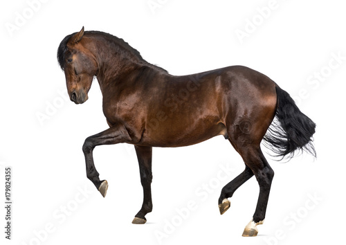 Fototapeta Naklejka Na Ścianę i Meble -  Andalusian horse performing Spanish walk